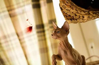 Kanadský Sphynx