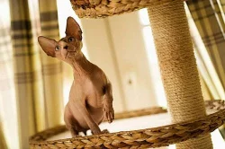 Kanadský Sphynx