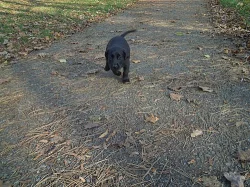 Štěňe labradorský retrívr - černý pes