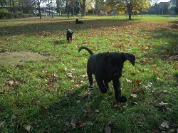 Štěňe labradorský retrívr - černý pes