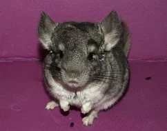činčilky různých barevných mutací