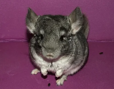 činčilky různých barevných mutací