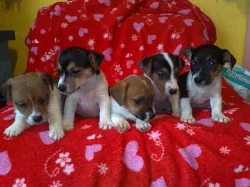 jack russell terier štěnátka