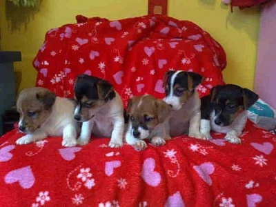 jack russell terier štěnátka