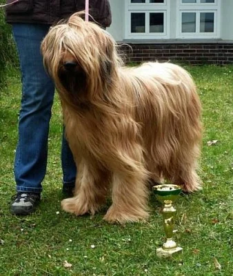 Briard - štěňata s PP