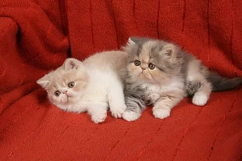 Exotická a perská koťata 