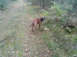Boxer - fenka