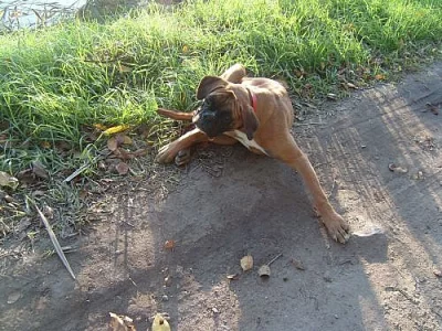 Boxer - fenka