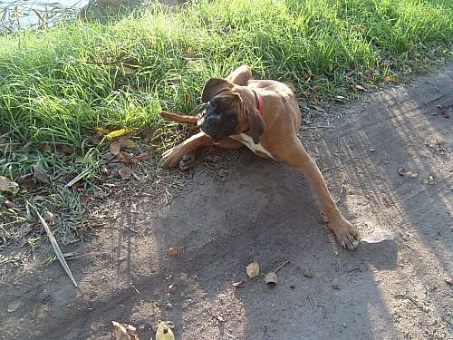 Boxer - fenka