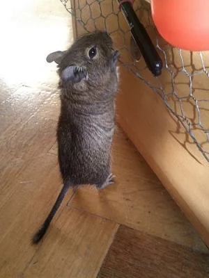 2 osmáci degu - pár SPĚCHÁ!