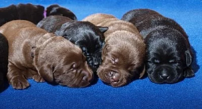 Krásná štěňátka Labradorů