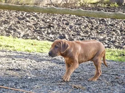 Prodám krásná štěňátka Rhodéského Ridgebacka bez