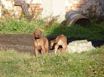 Prodám  krásná štěňátka Rhodéského Ridgebacka bez 