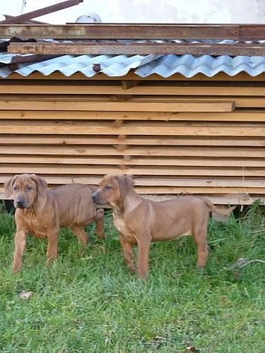 Prodám krásná štěňátka Rhodéského Ridgebacka bez