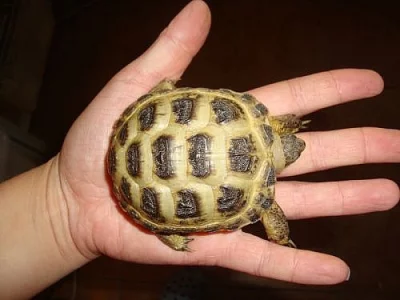 SUCHOZEMSKÁ ŽELVA STEPNÍ/ČTYŘPRSTÁ