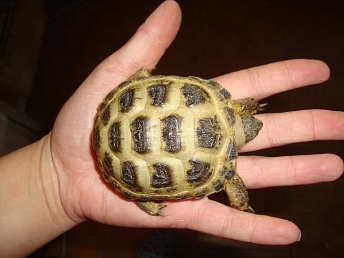 SUCHOZEMSKÁ ŽELVA STEPNÍ/ČTYŘPRSTÁ