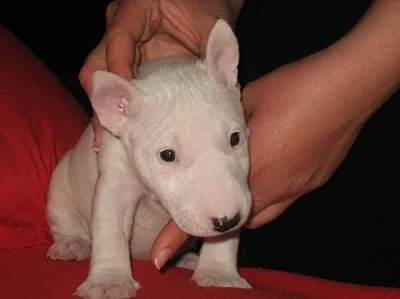 Miniaturní bullterier