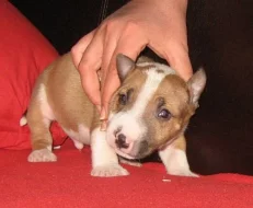 Miniaturní bullterier