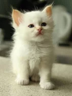 Birma - prodej koťátek