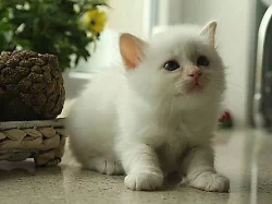 Birma - prodej koťátek