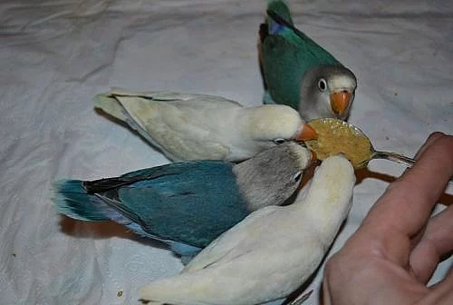 Ručně dokrmený agapornis