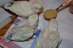 Ručně dokrmený agapornis