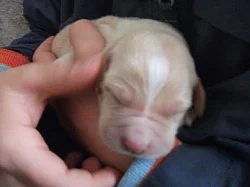 Krásné štěňátka