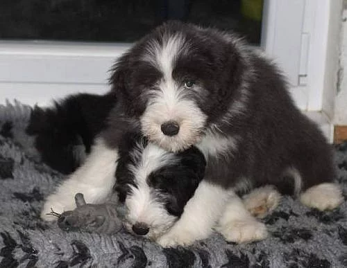 Bearded collie - Exkluzivní spojení pro ČR