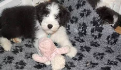 Bearded collie - Exkluzivní spojení pro ČR