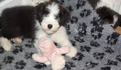 Bearded collie - Exkluzivní spojení pro ČR