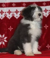 Bearded collie - Exkluzivní spojení pro ČR