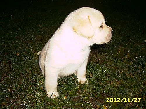 Labradorský retriever žlutá štěnata s PP -Labrador