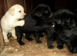 štěňata labradora s PP