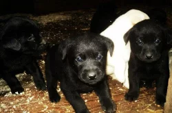 štěňata labradora s PP