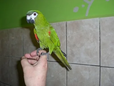 ara nobilis ochočená mluvící samička