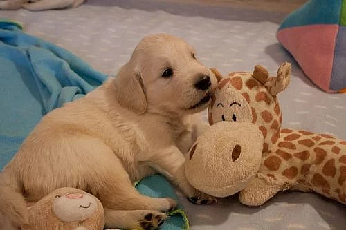 ŠTĚŇATA - ZLATÝ RETRIEVER (GOLDEN RETRIEVER) s PP