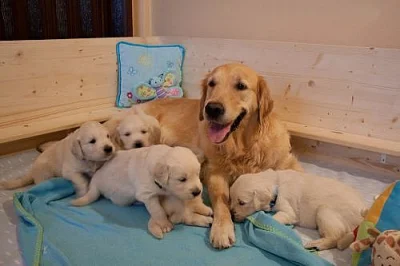 ŠTĚŇATA - ZLATÝ RETRIEVER (GOLDEN RETRIEVER) s PP