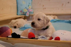 ŠTĚŇATA - ZLATÝ RETRIEVER (GOLDEN RETRIEVER) s PP