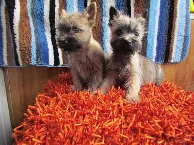 cairn terrier,kern terier