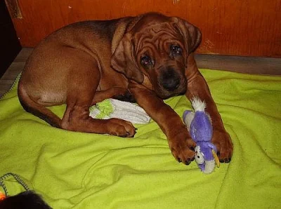 Tosa inu-štěňátka s PP