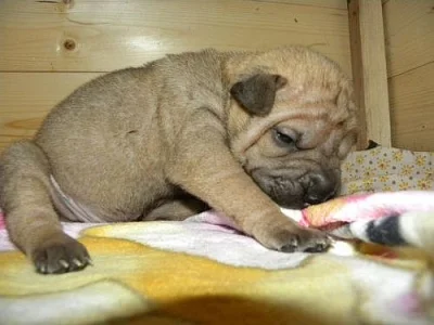 Shar-Pei , šarpej