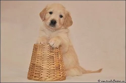 Zlatý retriever - štěňátka s PP