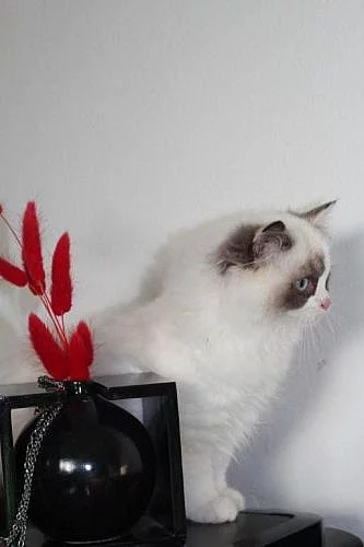 Ragdoll koťátka