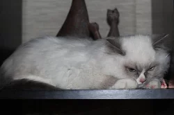 Ragdoll koťátka