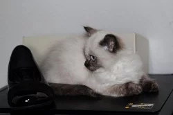 Ragdoll koťátka