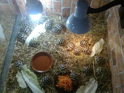 Prodám suchozemské želvy rodu testudo