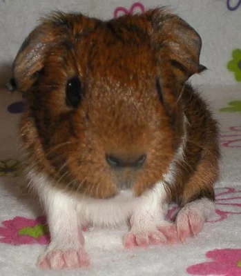 Morče