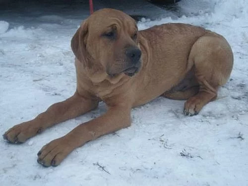 Tosa inu - Vánoce s pejskem