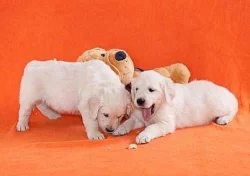 Zlatý retrívr - golden retriever s PP