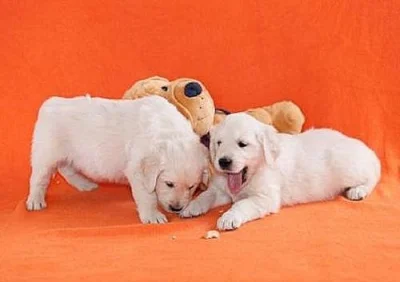 Zlatý retrívr - golden retriever s PP